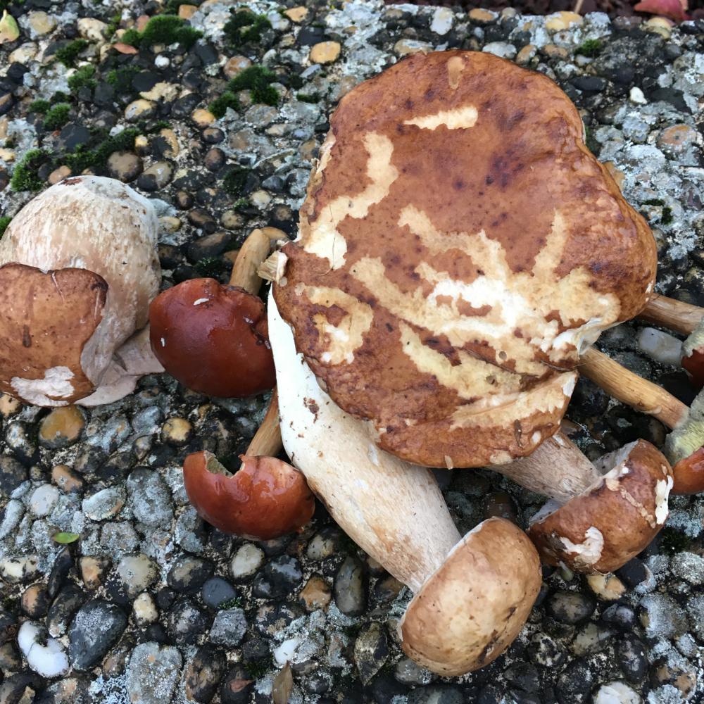 Récolte du 07/11/2018